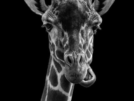 Black And White Giraffe- Full Drill Diamond Painting - Specially ordered for you. Delivery is approximately 4 - 6 weeks. Discount