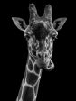 Black And White Giraffe- Full Drill Diamond Painting - Specially ordered for you. Delivery is approximately 4 - 6 weeks. Discount