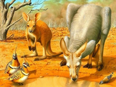 Kangaroos- Full Drill Diamond Painting - Specially ordered for you. Delivery is approximately 4 - 6 weeks. Supply