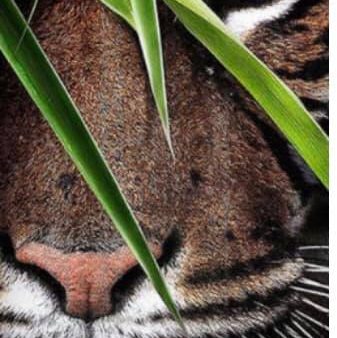 Eye Spy Tiger- Full Drill Diamond Painting - Specially ordered for you. Delivery is approximately 4 - 6 weeks. For Cheap