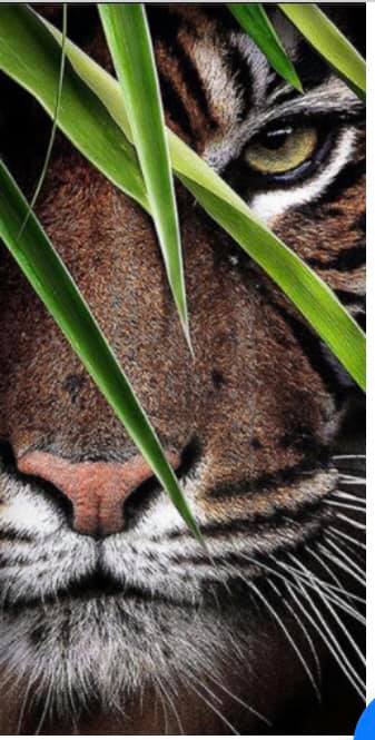 Eye Spy Tiger- Full Drill Diamond Painting - Specially ordered for you. Delivery is approximately 4 - 6 weeks. For Cheap