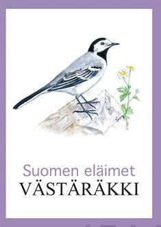 Västäräkki Cheap